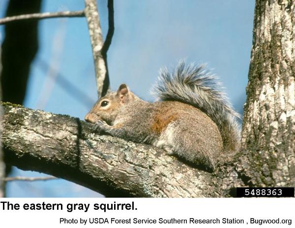 eastern gray squirrel laying on a tree branch